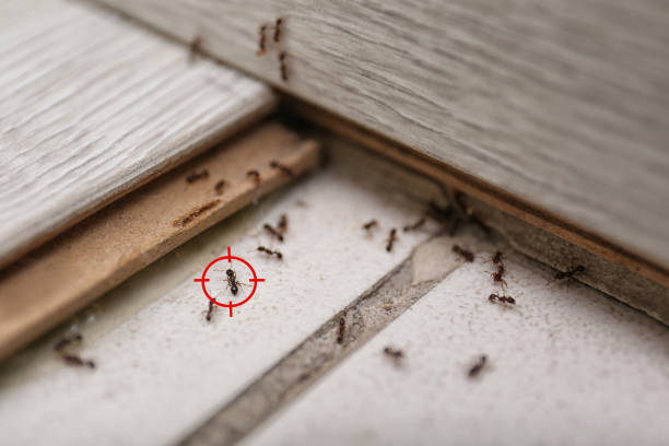 Best Flea Control Services  in Taylorsville, MS
