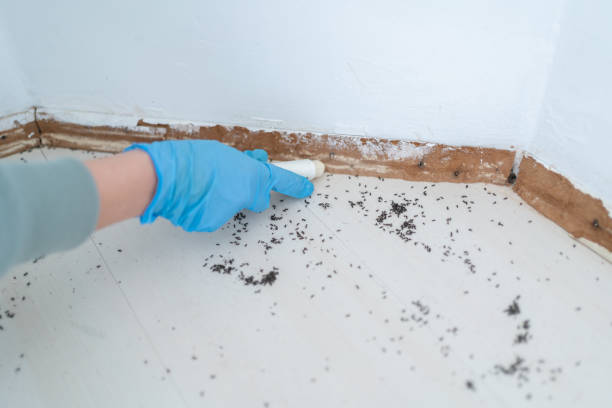 Best Cockroach Control Services  in Taylorsville, MS